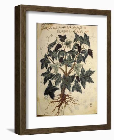 Illustration from an Arabic version of Dioscorides' Materia Medica, Mosul Iraq, 1228-Werner Forman-Framed Photographic Print