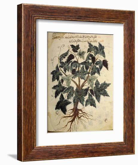 Illustration from an Arabic version of Dioscorides' Materia Medica, Mosul Iraq, 1228-Werner Forman-Framed Photographic Print