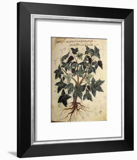 Illustration from an Arabic version of Dioscorides' Materia Medica, Mosul Iraq, 1228-Werner Forman-Framed Photographic Print