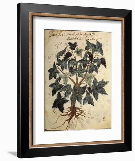 Illustration from an Arabic version of Dioscorides' Materia Medica, Mosul Iraq, 1228-Werner Forman-Framed Photographic Print
