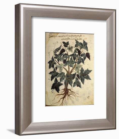 Illustration from an Arabic version of Dioscorides' Materia Medica, Mosul Iraq, 1228-Werner Forman-Framed Photographic Print