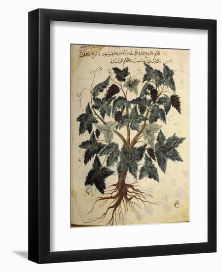 Illustration from an Arabic version of Dioscorides' Materia Medica, Mosul Iraq, 1228-Werner Forman-Framed Photographic Print