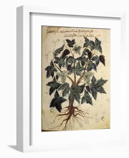 Illustration from an Arabic version of Dioscorides' Materia Medica, Mosul Iraq, 1228-Werner Forman-Framed Photographic Print