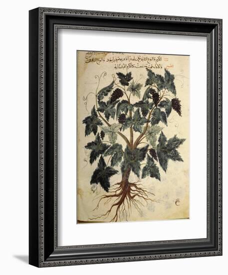 Illustration from an Arabic version of Dioscorides' Materia Medica, Mosul Iraq, 1228-Werner Forman-Framed Photographic Print