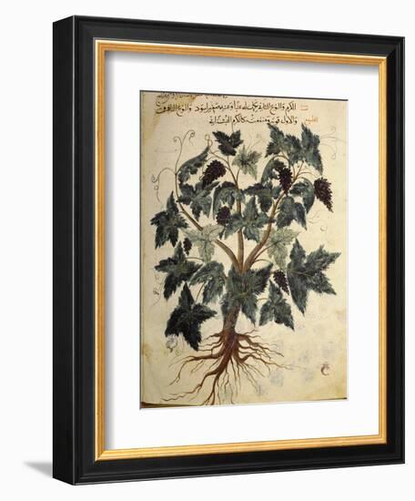 Illustration from an Arabic version of Dioscorides' Materia Medica, Mosul Iraq, 1228-Werner Forman-Framed Photographic Print