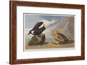 Illustration from 'Birds of America', 1827-38 (Hand-Coloured and Aquatint)-John James Audubon-Framed Giclee Print