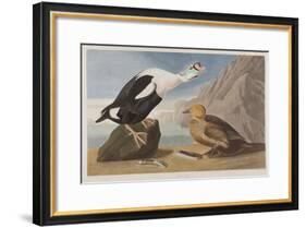 Illustration from 'Birds of America', 1827-38 (Hand-Coloured and Aquatint)-John James Audubon-Framed Giclee Print