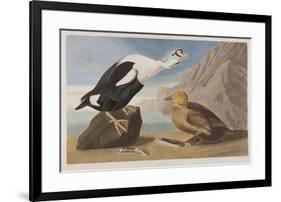 Illustration from 'Birds of America', 1827-38 (Hand-Coloured and Aquatint)-John James Audubon-Framed Giclee Print