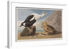 Illustration from 'Birds of America', 1827-38 (Hand-Coloured and Aquatint)-John James Audubon-Framed Giclee Print