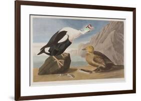 Illustration from 'Birds of America', 1827-38 (Hand-Coloured and Aquatint)-John James Audubon-Framed Giclee Print