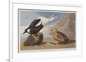 Illustration from 'Birds of America', 1827-38 (Hand-Coloured and Aquatint)-John James Audubon-Framed Giclee Print