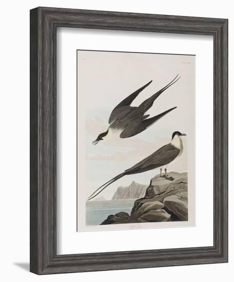 Illustration from 'Birds of America', 1827-38 (Hand-Coloured and Aquatint)-John James Audubon-Framed Giclee Print