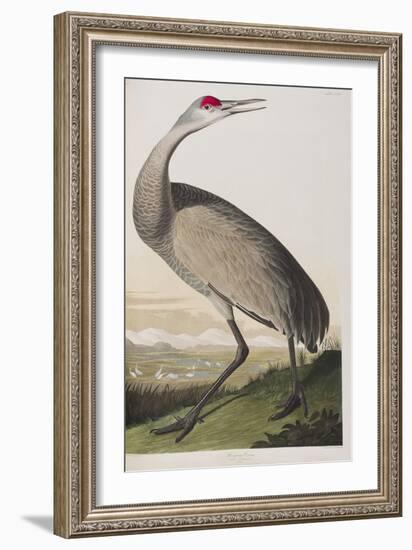 Illustration from 'Birds of America', 1827-38 (Hand-Coloured and Aquatint)-John James Audubon-Framed Giclee Print