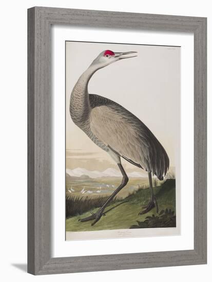 Illustration from 'Birds of America', 1827-38 (Hand-Coloured and Aquatint)-John James Audubon-Framed Giclee Print