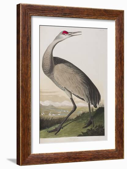 Illustration from 'Birds of America', 1827-38 (Hand-Coloured and Aquatint)-John James Audubon-Framed Giclee Print