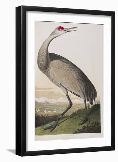 Illustration from 'Birds of America', 1827-38 (Hand-Coloured and Aquatint)-John James Audubon-Framed Giclee Print