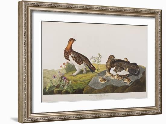 Illustration from 'Birds of America', 1827-38 (Hand-Coloured and Aquatint)-John James Audubon-Framed Giclee Print