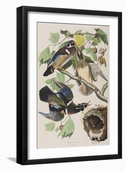 Illustration from 'Birds of America', 1827-38 (Hand-Coloured and Aquatint)-John James Audubon-Framed Giclee Print