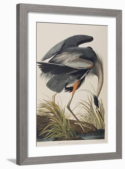 Illustration from 'Birds of America', 1827-38 (Hand-Coloured and Aquatint)-John James Audubon-Framed Giclee Print