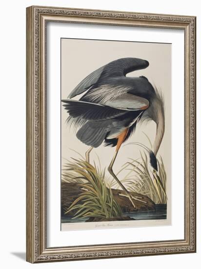 Illustration from 'Birds of America', 1827-38 (Hand-Coloured and Aquatint)-John James Audubon-Framed Giclee Print