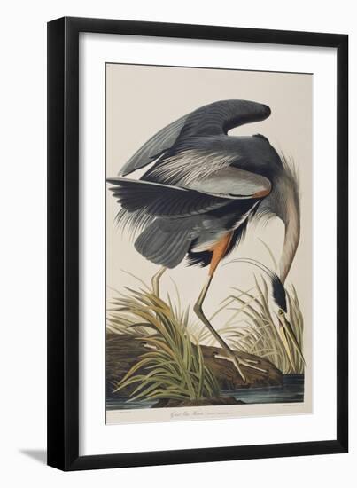 Illustration from 'Birds of America', 1827-38 (Hand-Coloured and Aquatint)-John James Audubon-Framed Giclee Print