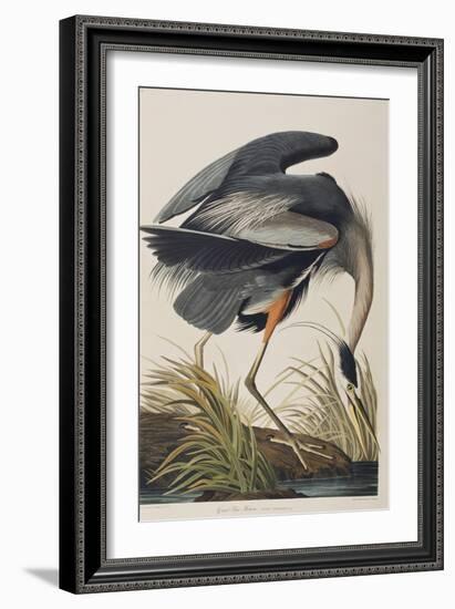 Illustration from 'Birds of America', 1827-38 (Hand-Coloured and Aquatint)-John James Audubon-Framed Giclee Print