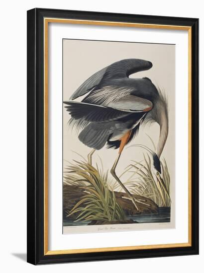 Illustration from 'Birds of America', 1827-38 (Hand-Coloured and Aquatint)-John James Audubon-Framed Giclee Print