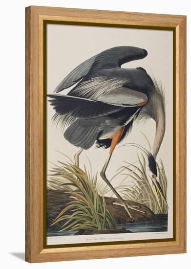 Illustration from 'Birds of America', 1827-38 (Hand-Coloured and Aquatint)-John James Audubon-Framed Premier Image Canvas