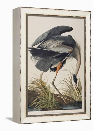 Illustration from 'Birds of America', 1827-38 (Hand-Coloured and Aquatint)-John James Audubon-Framed Premier Image Canvas