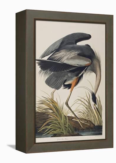 Illustration from 'Birds of America', 1827-38 (Hand-Coloured and Aquatint)-John James Audubon-Framed Premier Image Canvas