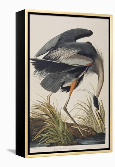 Illustration from 'Birds of America', 1827-38 (Hand-Coloured and Aquatint)-John James Audubon-Framed Premier Image Canvas