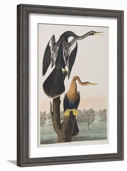 Illustration from 'Birds of America', 1827-38 (Hand-Coloured and Aquatint)-John James Audubon-Framed Giclee Print