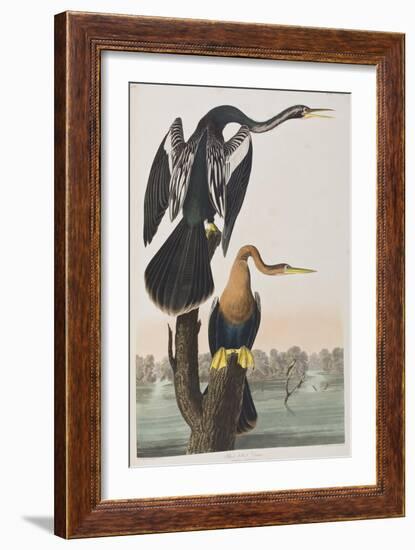 Illustration from 'Birds of America', 1827-38 (Hand-Coloured and Aquatint)-John James Audubon-Framed Giclee Print