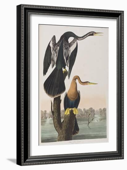 Illustration from 'Birds of America', 1827-38 (Hand-Coloured and Aquatint)-John James Audubon-Framed Giclee Print