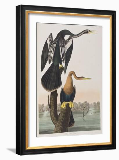 Illustration from 'Birds of America', 1827-38 (Hand-Coloured and Aquatint)-John James Audubon-Framed Giclee Print