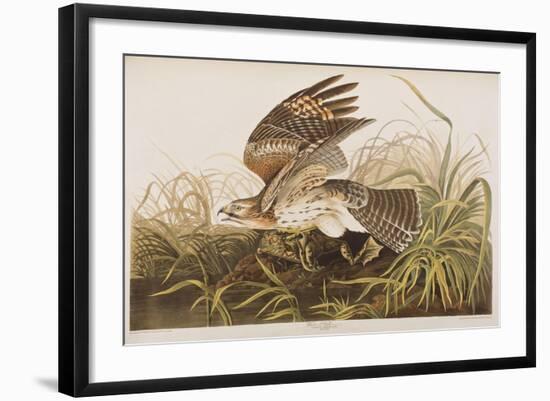 Illustration from 'Birds of America', 1827-38 (Hand-Coloured and Aquatint)-John James Audubon-Framed Giclee Print