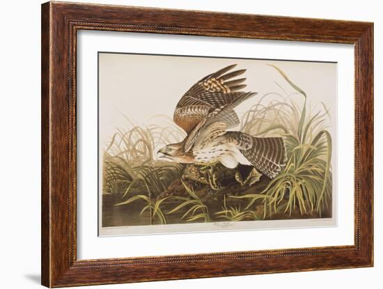 Illustration from 'Birds of America', 1827-38 (Hand-Coloured and Aquatint)-John James Audubon-Framed Giclee Print