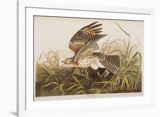 Illustration from 'Birds of America', 1827-38 (Hand-Coloured and Aquatint)-John James Audubon-Framed Giclee Print