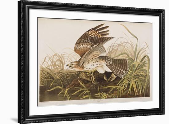 Illustration from 'Birds of America', 1827-38 (Hand-Coloured and Aquatint)-John James Audubon-Framed Giclee Print