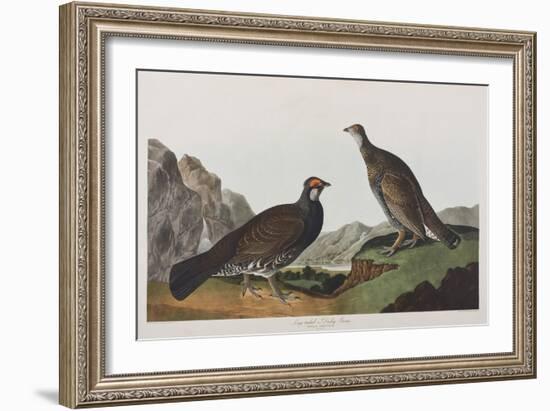 Illustration from 'Birds of America', 1827-38 (Hand-Coloured and Aquatint)-John James Audubon-Framed Giclee Print