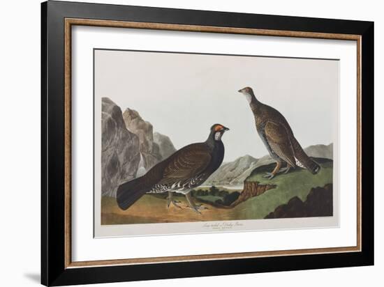 Illustration from 'Birds of America', 1827-38 (Hand-Coloured and Aquatint)-John James Audubon-Framed Giclee Print