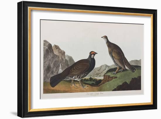 Illustration from 'Birds of America', 1827-38 (Hand-Coloured and Aquatint)-John James Audubon-Framed Giclee Print