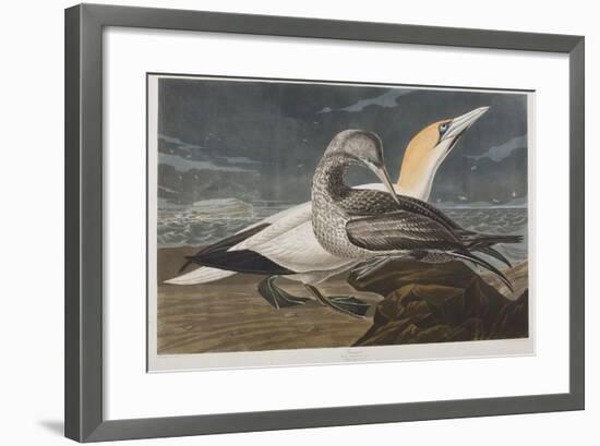 Illustration from 'Birds of America', 1827-38 (Hand-Coloured and Aquatint)-John James Audubon-Framed Giclee Print