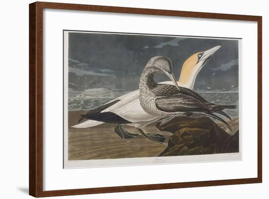 Illustration from 'Birds of America', 1827-38 (Hand-Coloured and Aquatint)-John James Audubon-Framed Giclee Print