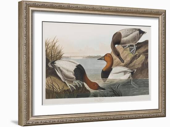 Illustration from 'Birds of America', 1827-38 (Hand-Coloured and Aquatint)-John James Audubon-Framed Giclee Print