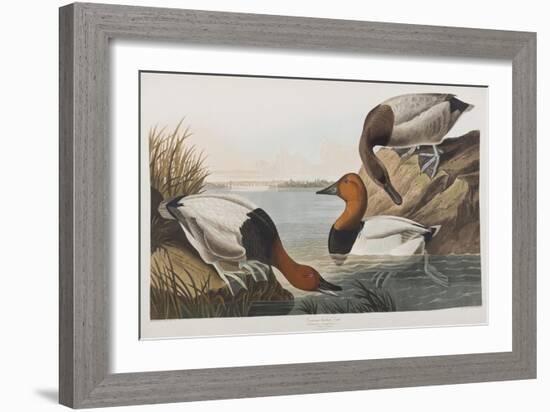 Illustration from 'Birds of America', 1827-38 (Hand-Coloured and Aquatint)-John James Audubon-Framed Giclee Print