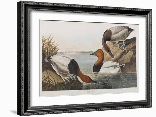 Illustration from 'Birds of America', 1827-38 (Hand-Coloured and Aquatint)-John James Audubon-Framed Giclee Print