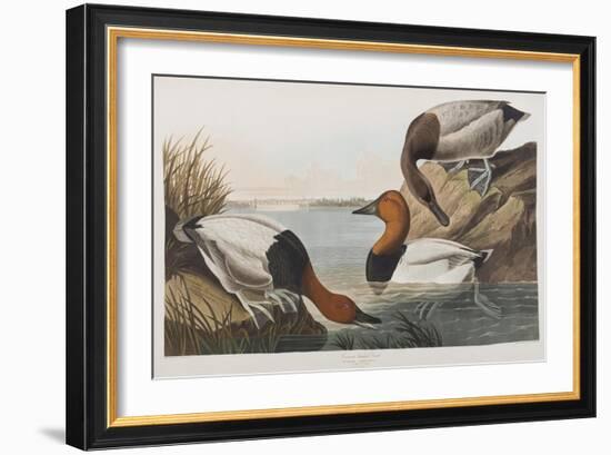 Illustration from 'Birds of America', 1827-38 (Hand-Coloured and Aquatint)-John James Audubon-Framed Giclee Print