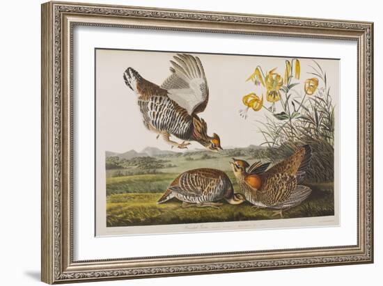 Illustration from 'Birds of America', 1827-38 (Hand-Coloured and Aquatint)-John James Audubon-Framed Giclee Print