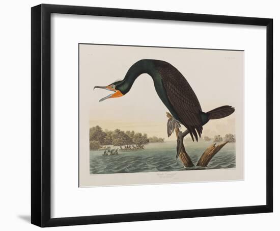 Illustration from 'Birds of America', 1827-38 (Hand-Coloured and Aquatint)-John James Audubon-Framed Giclee Print